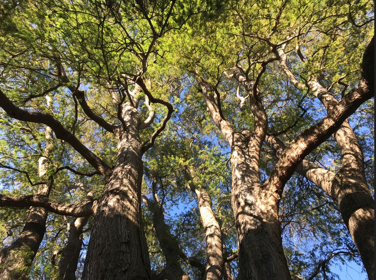Trees - Australia